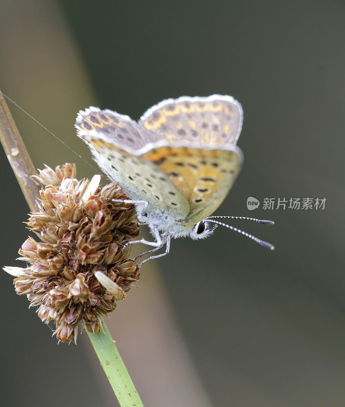 灰铜蝶(Lycaena tityrus)雌性